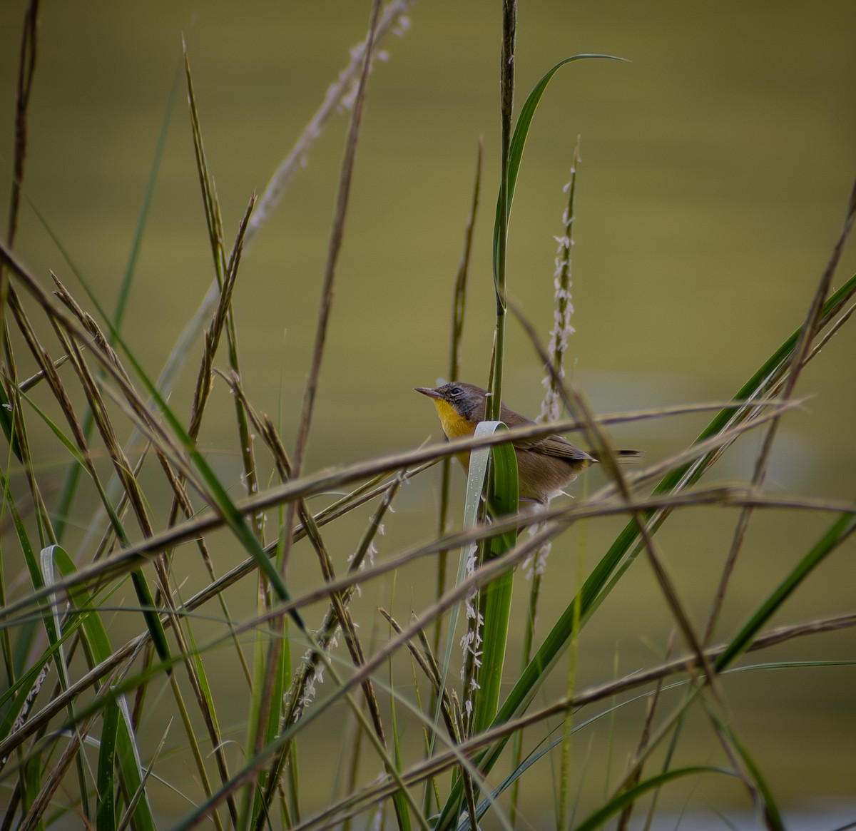 Weidengelbkehlchen - ML641272279