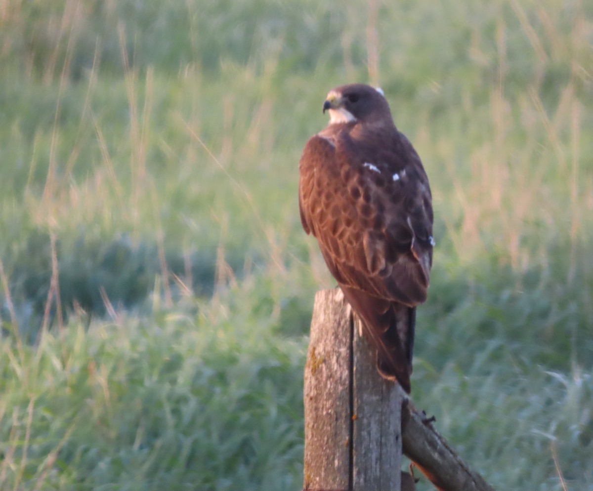 Swainson's Hawk - ML641272305