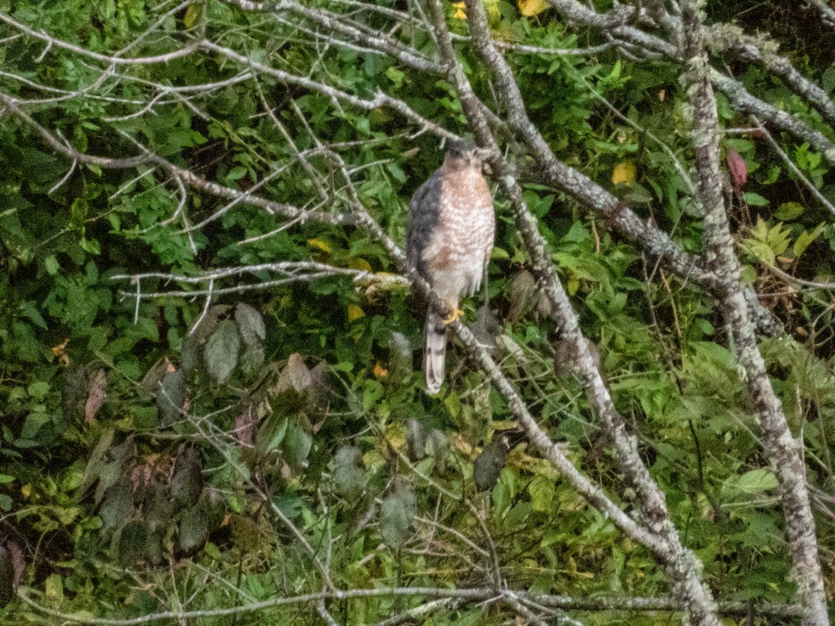 Cooper's Hawk - ML641272314
