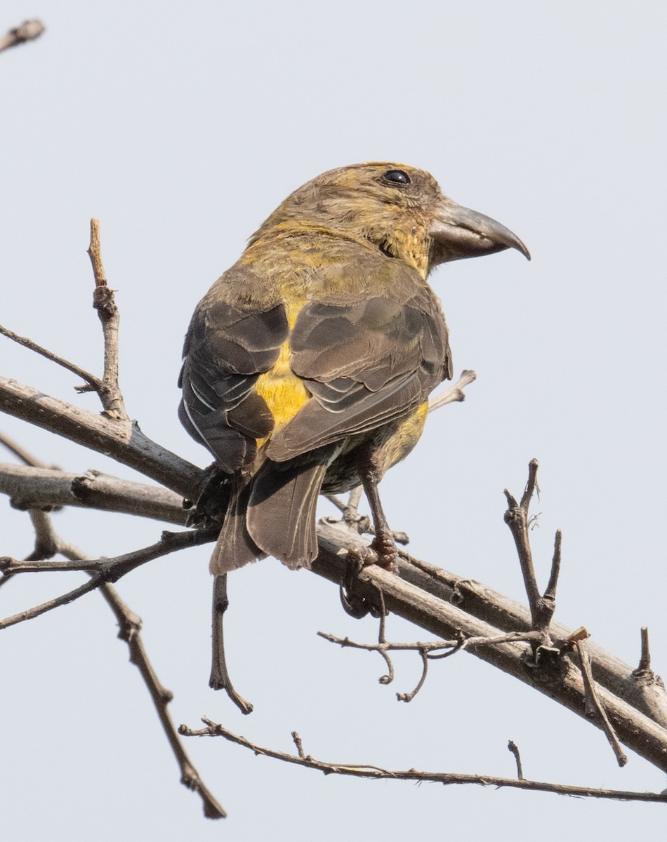 Red Crossbill - ML641272346
