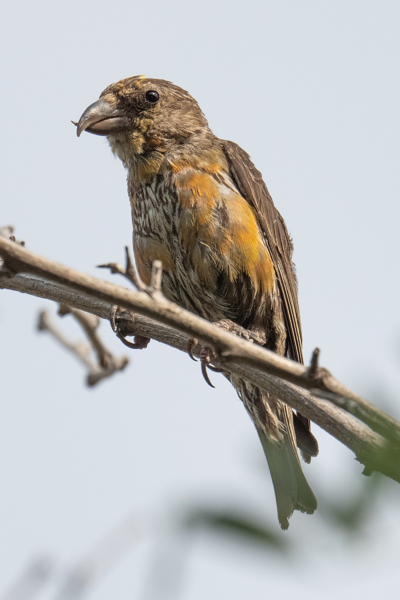 Red Crossbill - ML641272347