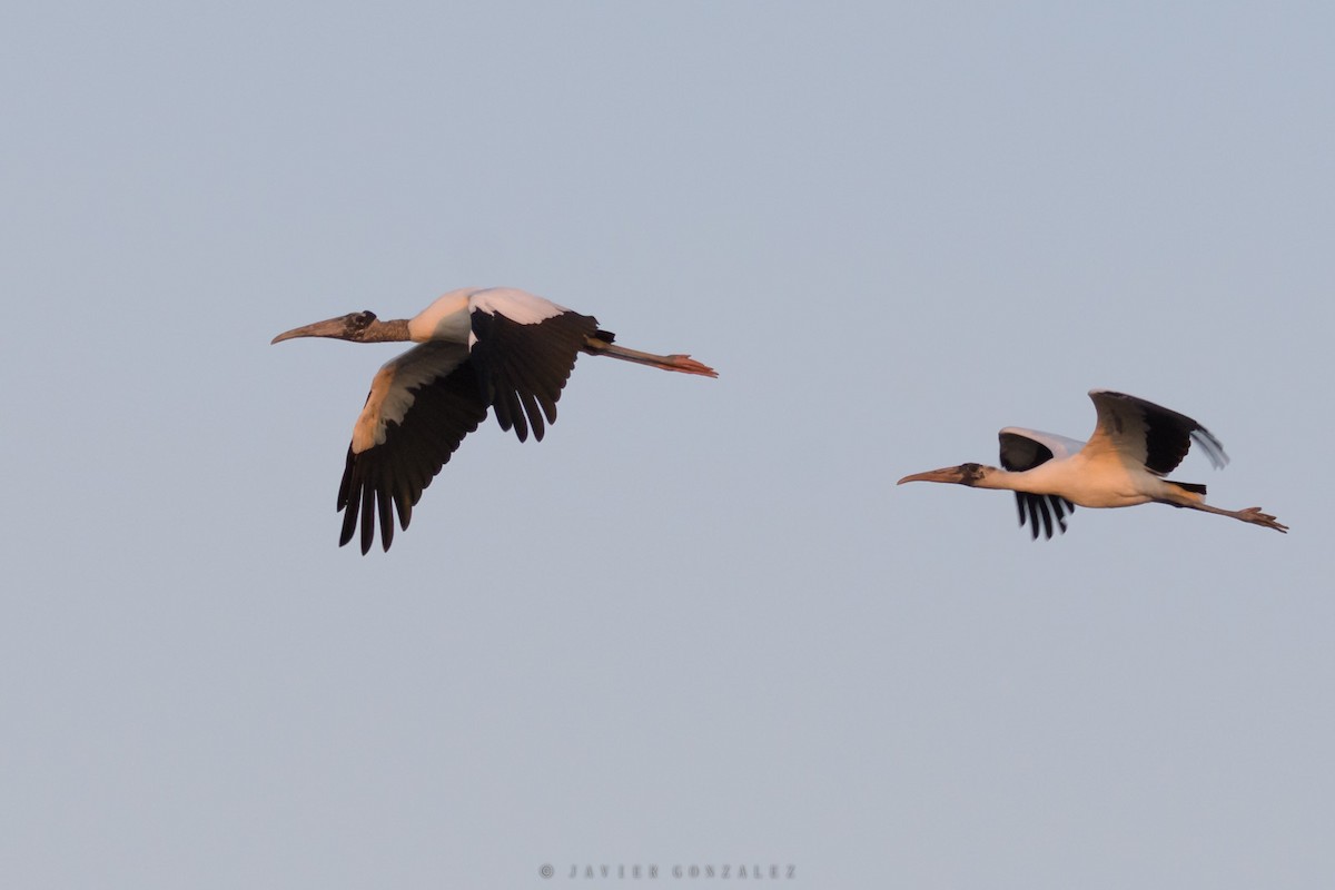 Wood Stork - ML641272354