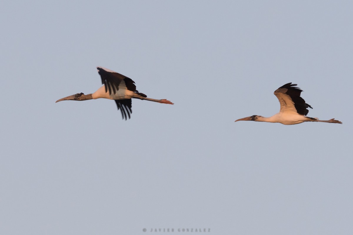 Wood Stork - ML641272355