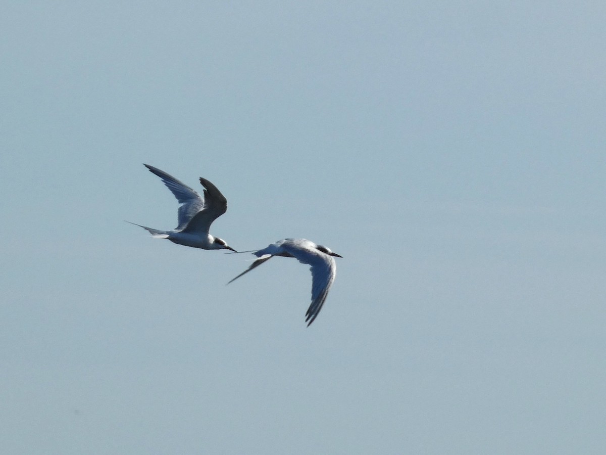 Forster's Tern - ML641272362