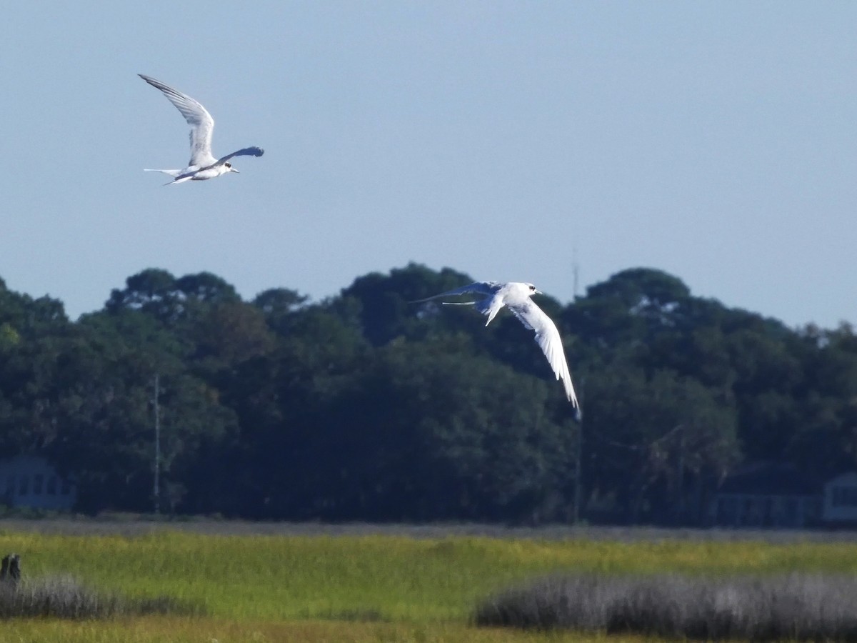 Forster's Tern - ML641272363