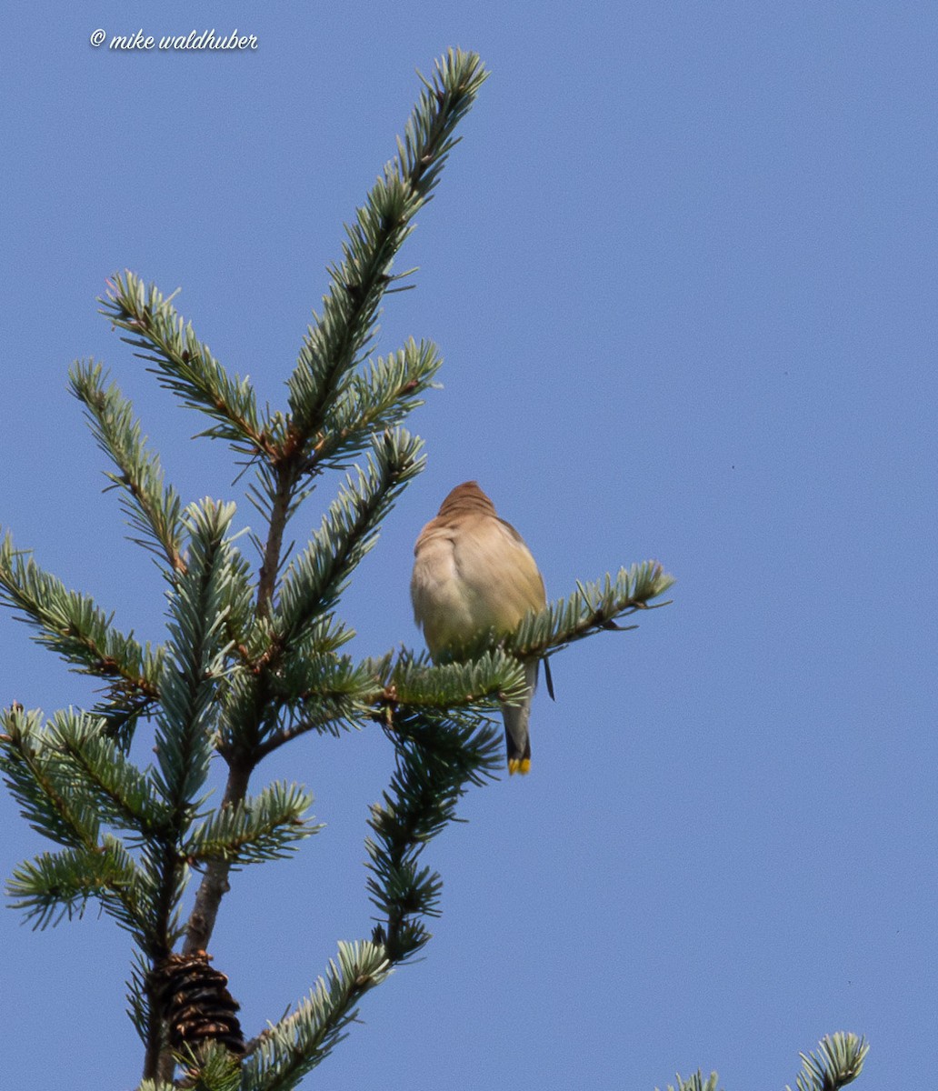 Cedar Waxwing - ML641272368