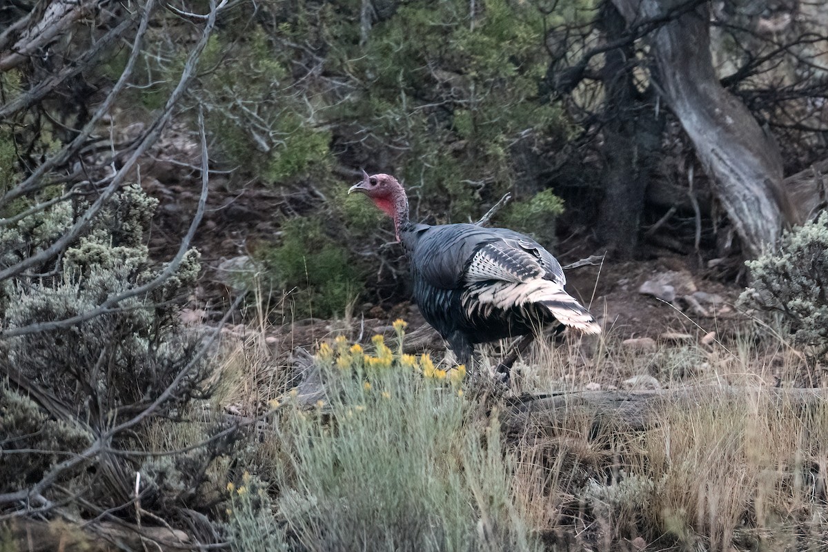 Yabani Hindi - ML641272386