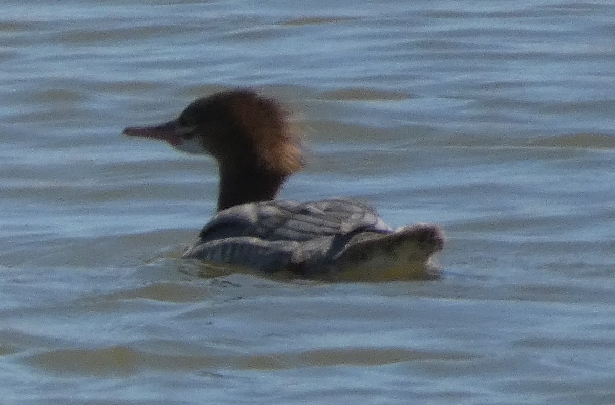 Common Merganser - ML641272390