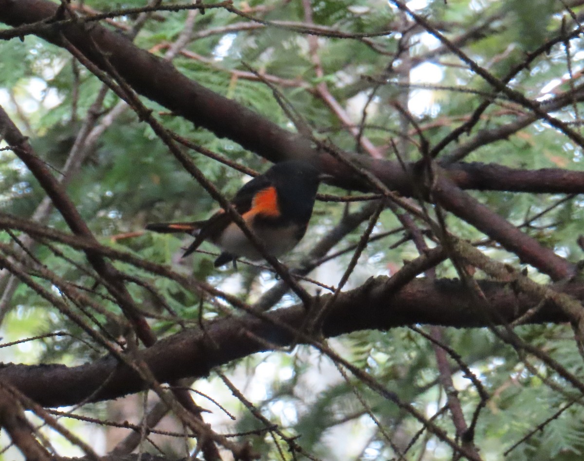 American Redstart - ML641272407