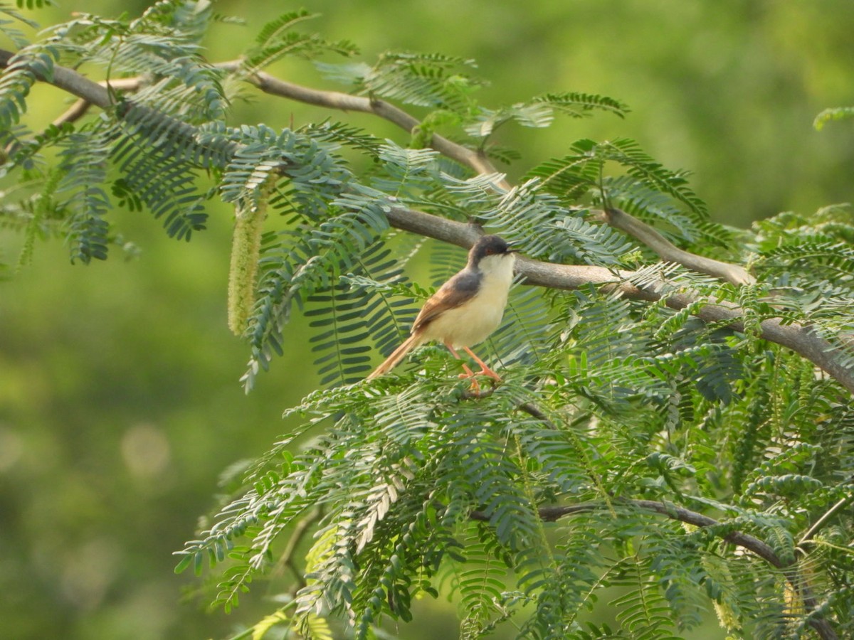Ashy Prinia - ML641272499