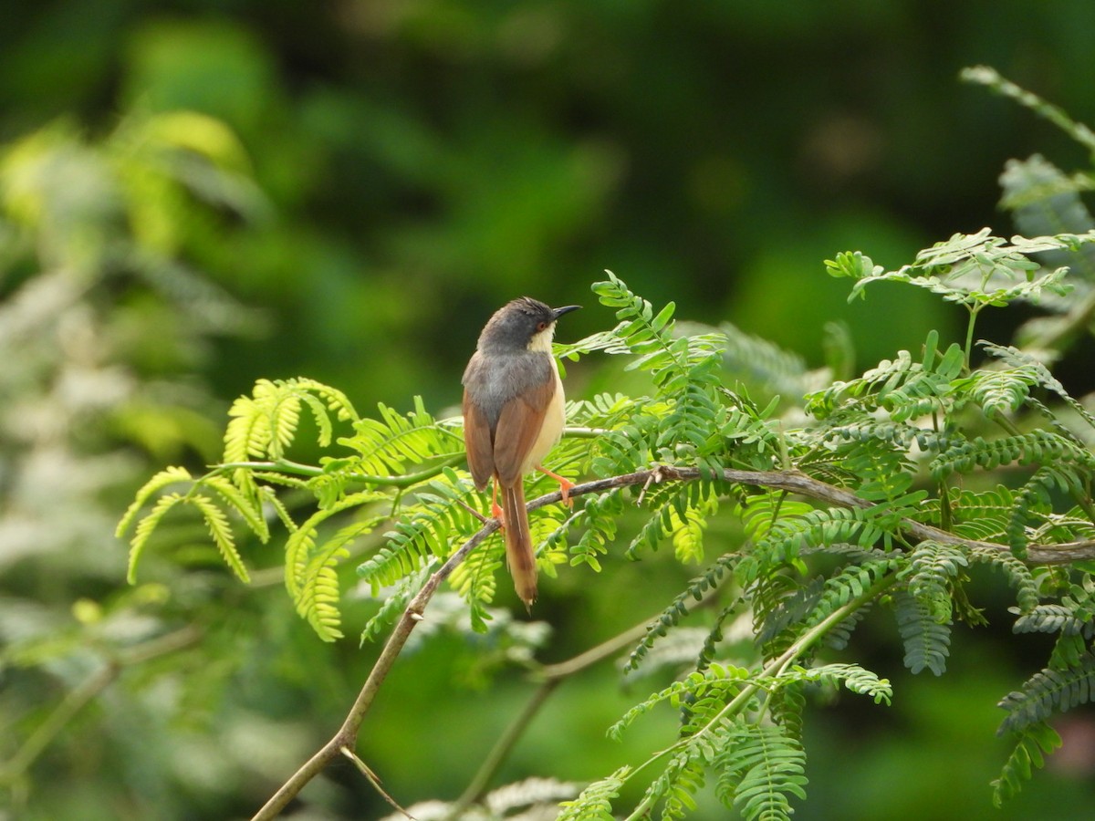 Ashy Prinia - ML641272500