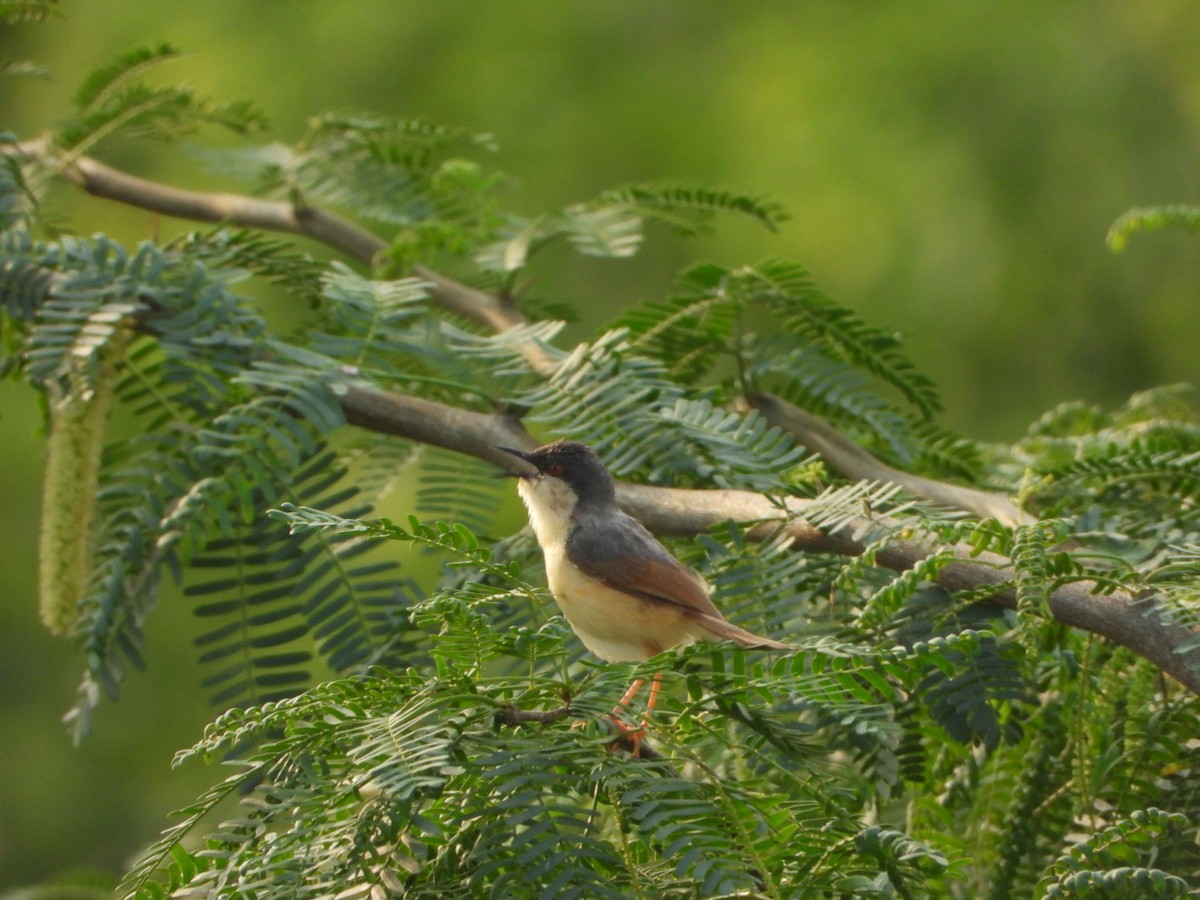 Ashy Prinia - ML641272501