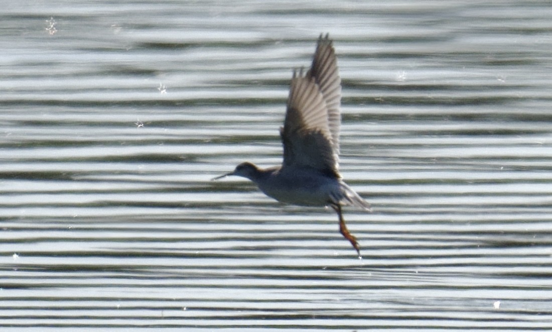 Wilson's Phalarope - ML641272504