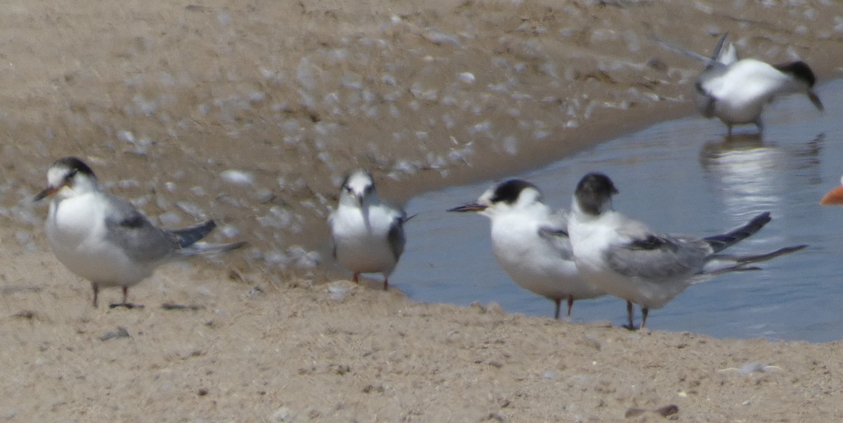 Common Tern - ML641272505