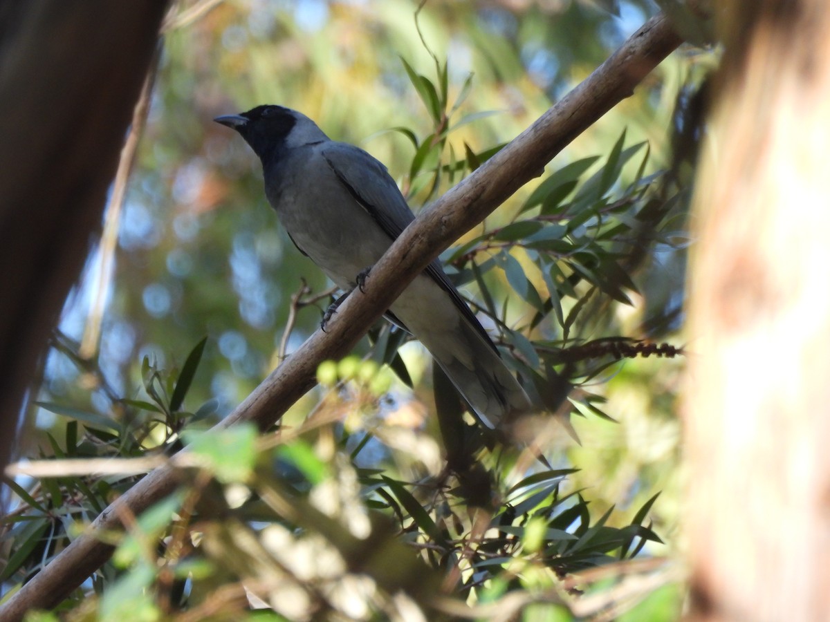 Black-faced Cuckooshrike - ML641272511