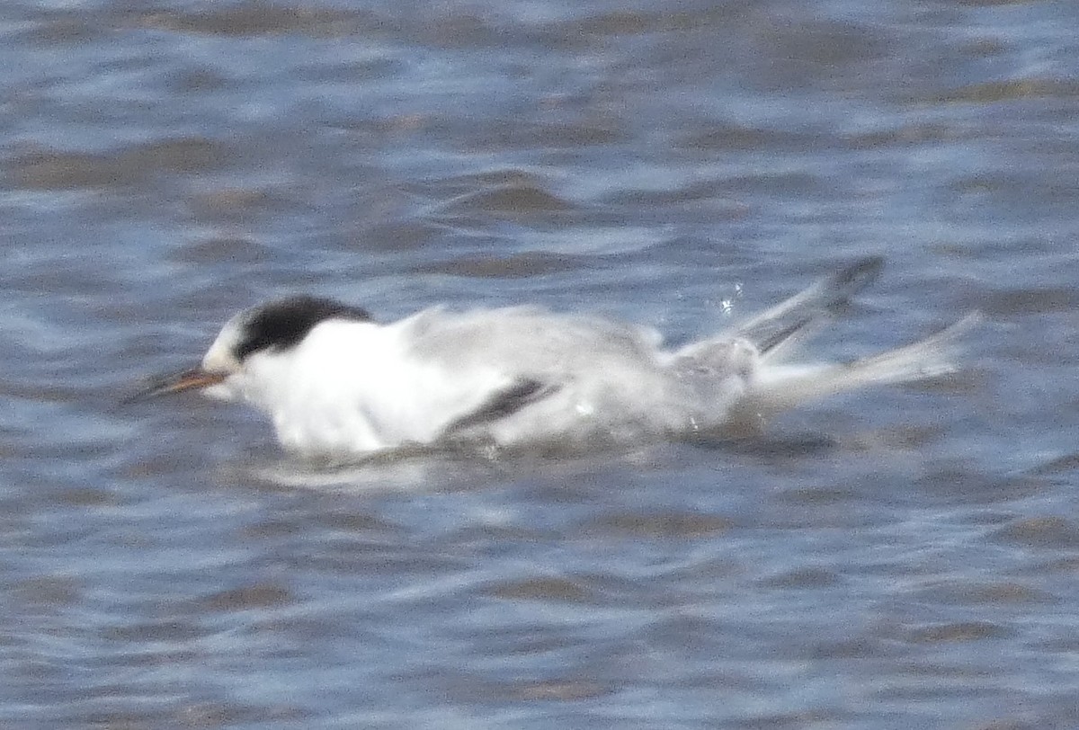 Common Tern - ML641272512