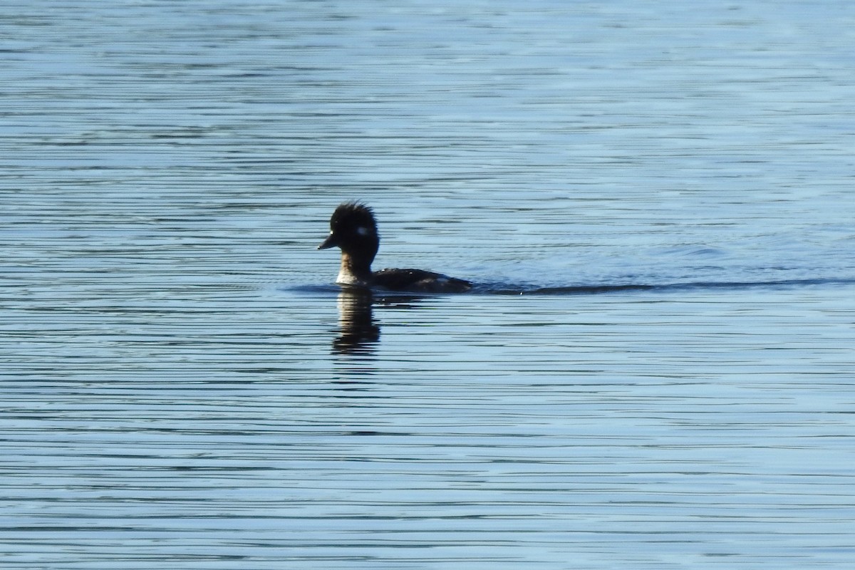 Bufflehead - ML641272530