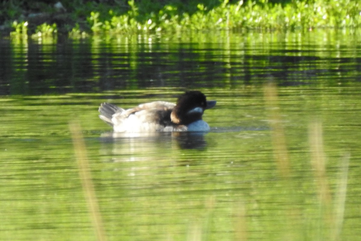 Bufflehead - ML641272531