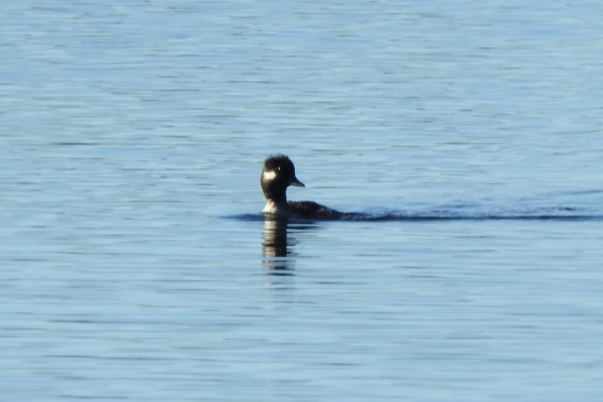 Bufflehead - ML641272532