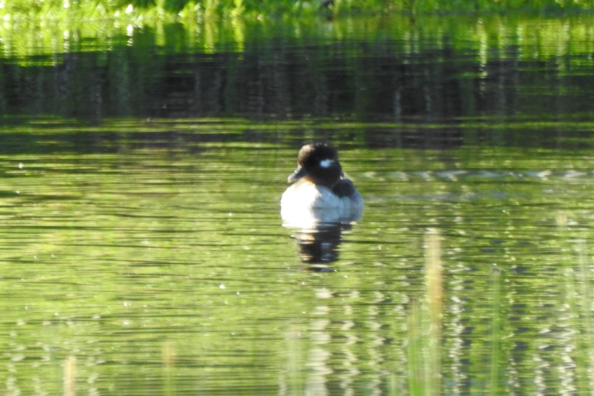 Bufflehead - ML641272533