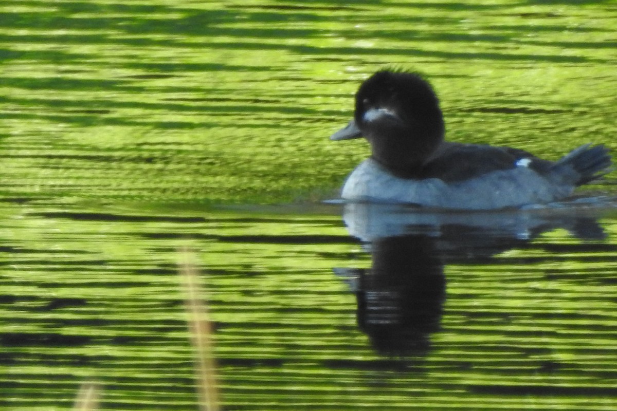 Bufflehead - ML641272534