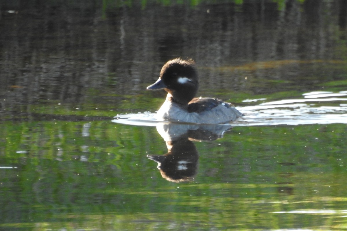 Bufflehead - ML641272535