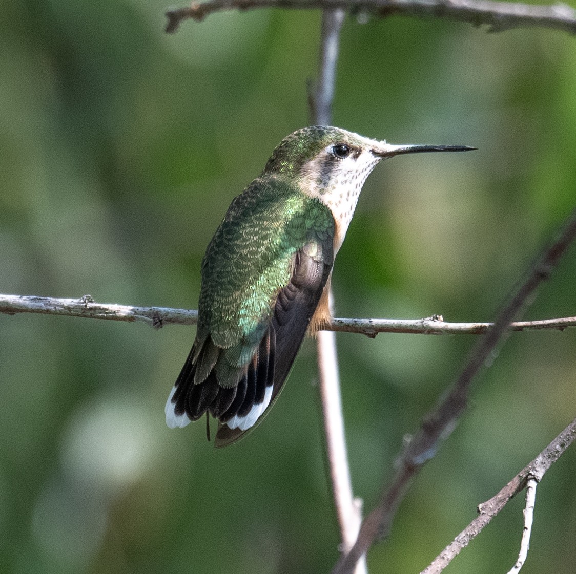 Calliope Hummingbird - ML641272543