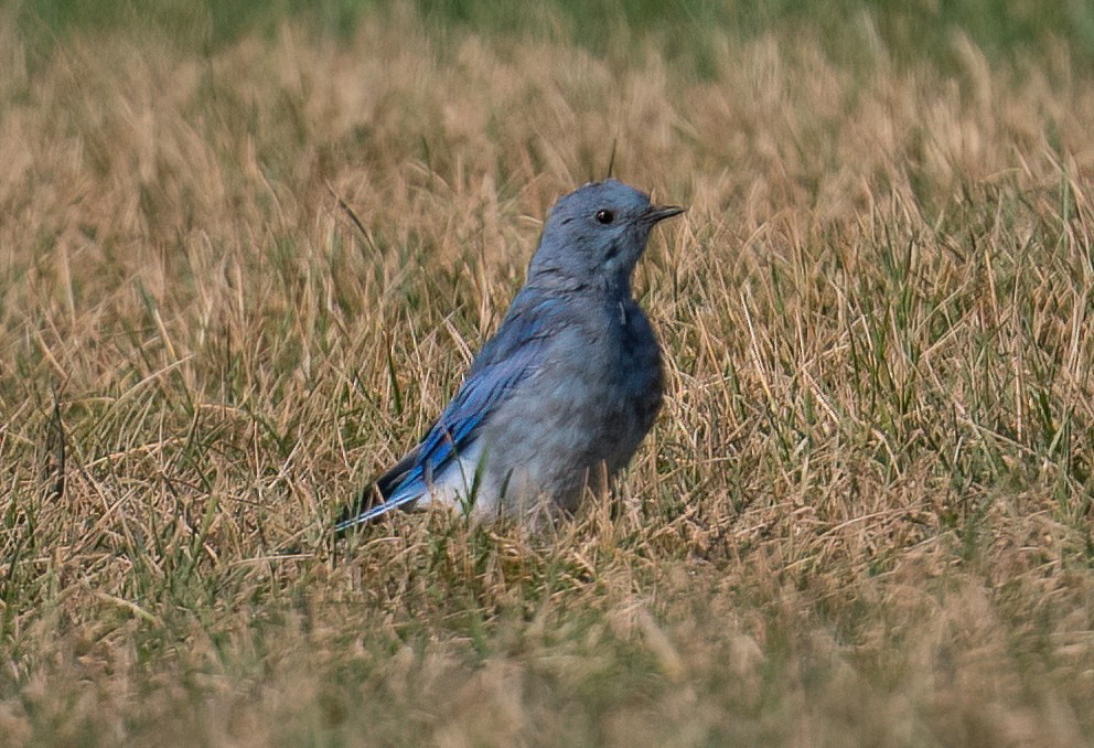 Mountain Bluebird - ML641272554