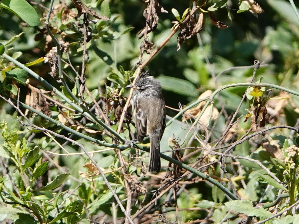 Yellow-billed Tit-Tyrant - ML641272557