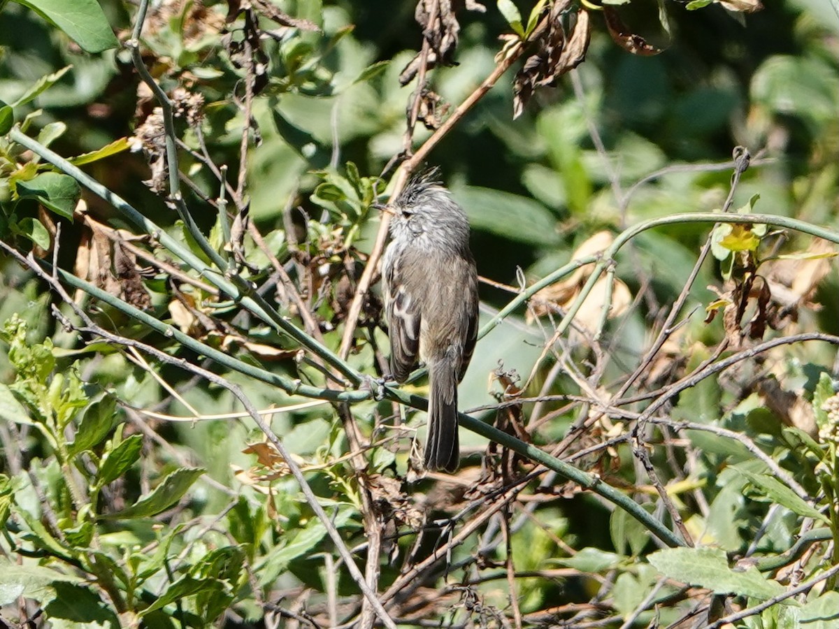 Yellow-billed Tit-Tyrant - ML641272558