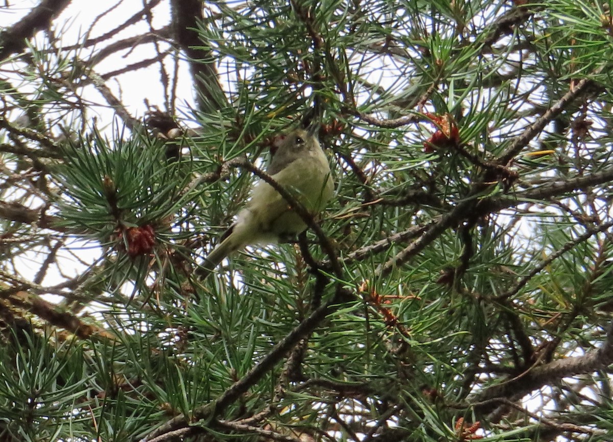 Ruby-crowned Kinglet - ML641272578