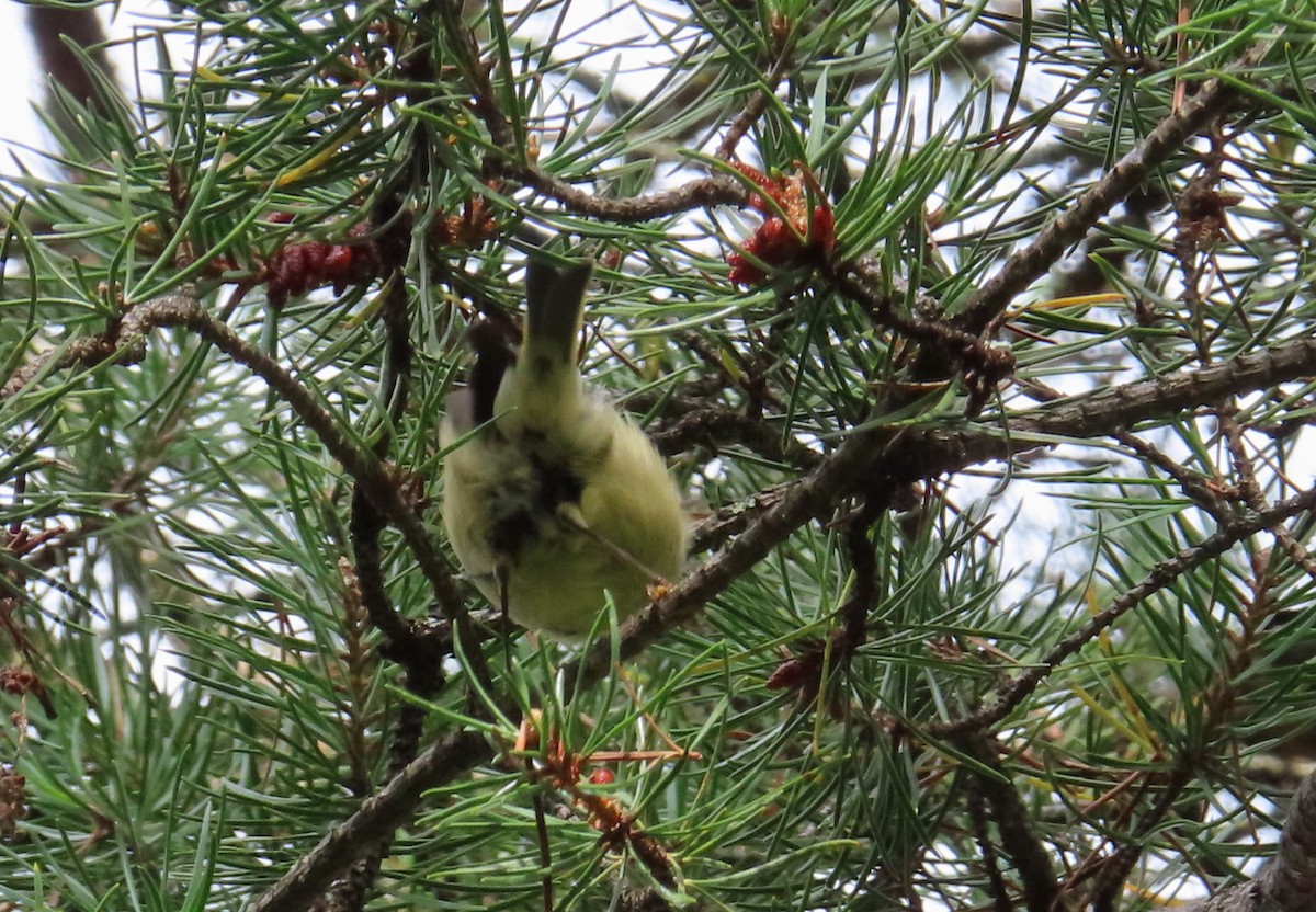 Ruby-crowned Kinglet - ML641272579