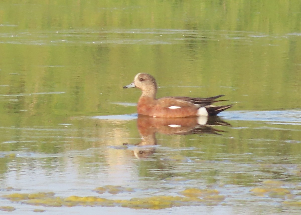 Canard d'Amérique - ML641272581