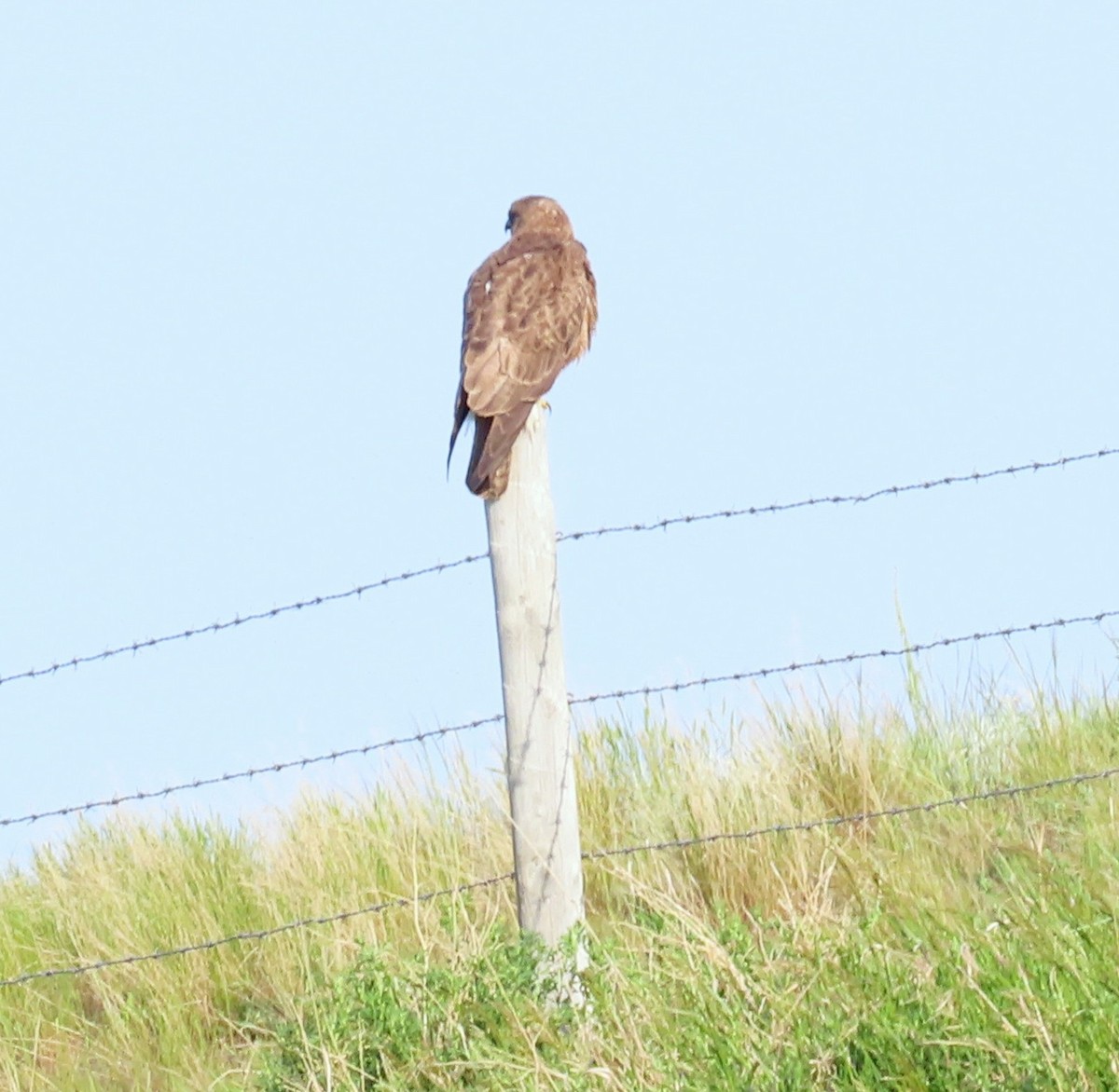 Swainson's Hawk - ML641272665