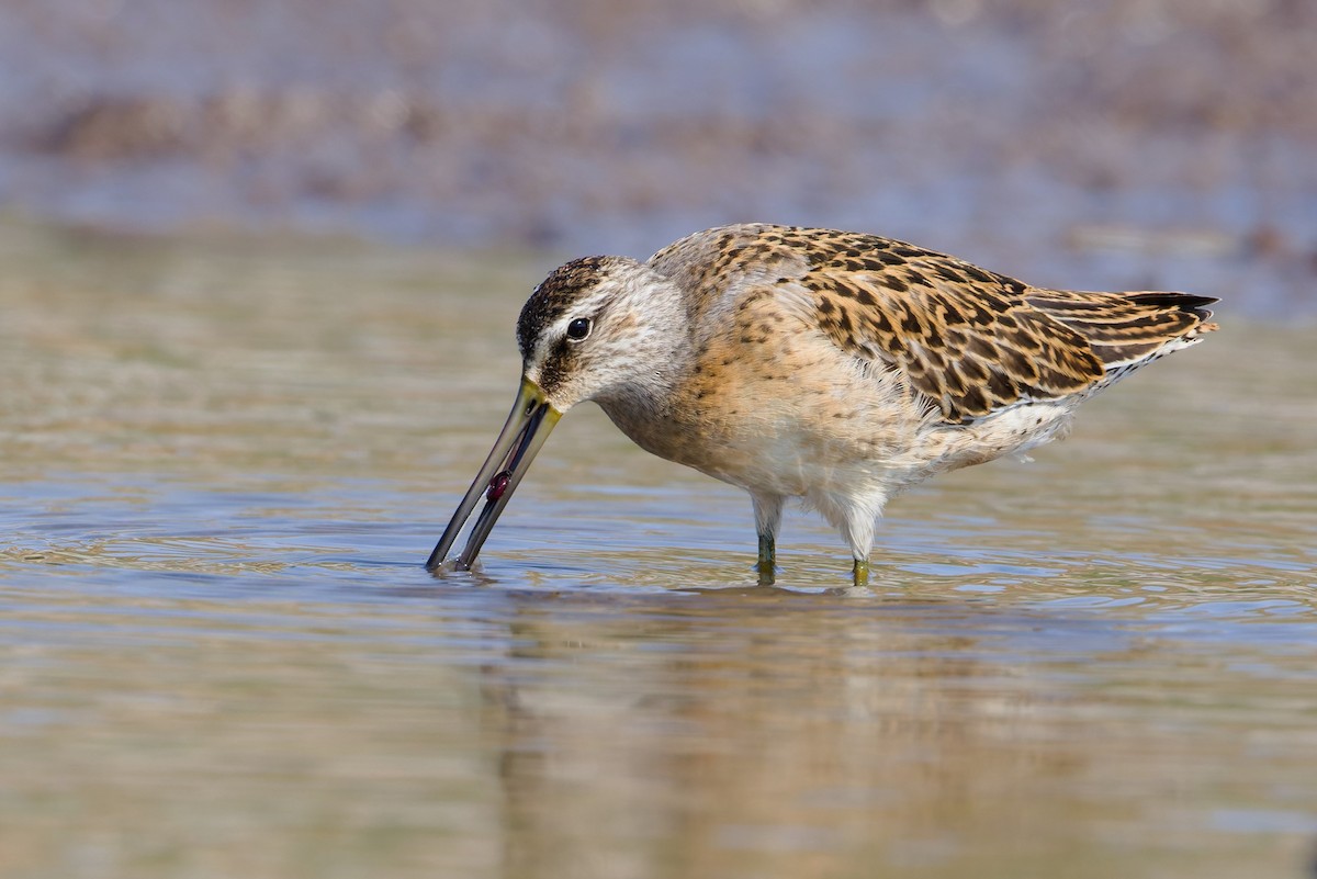 Short-billed Dowitcher - ML641272668