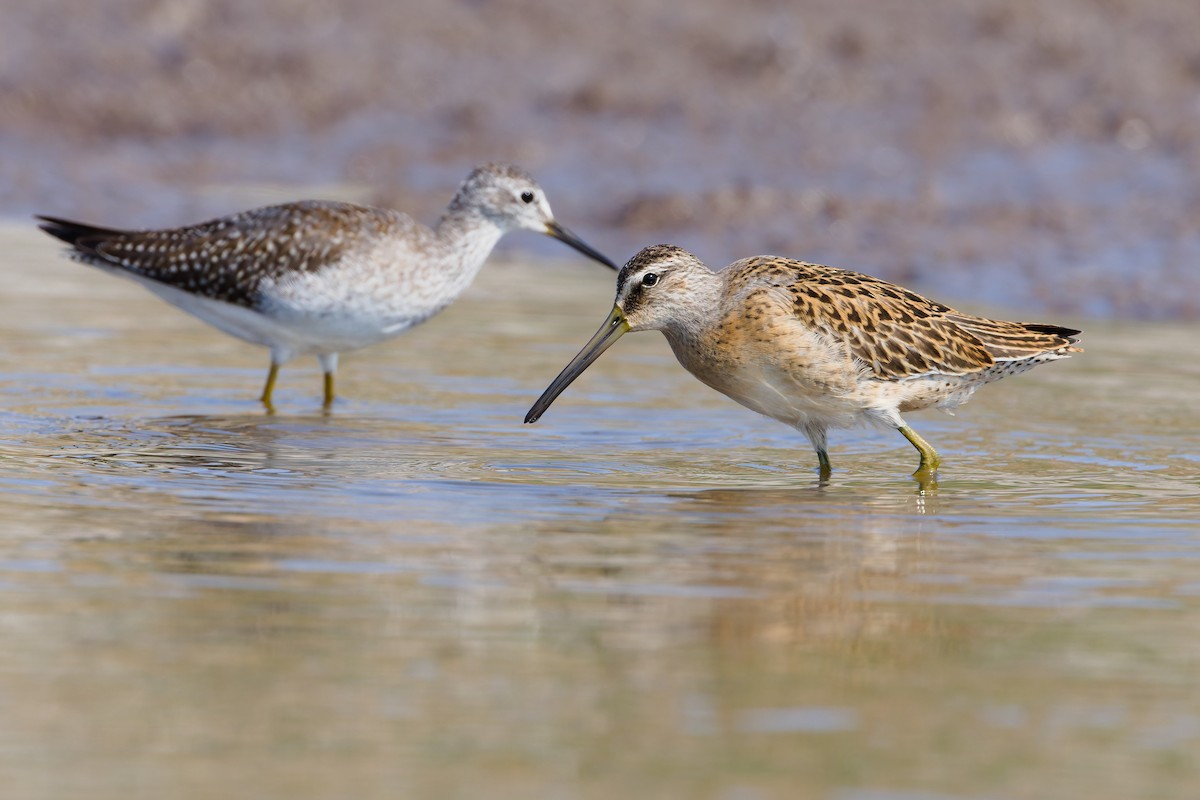 Short-billed Dowitcher - ML641272669