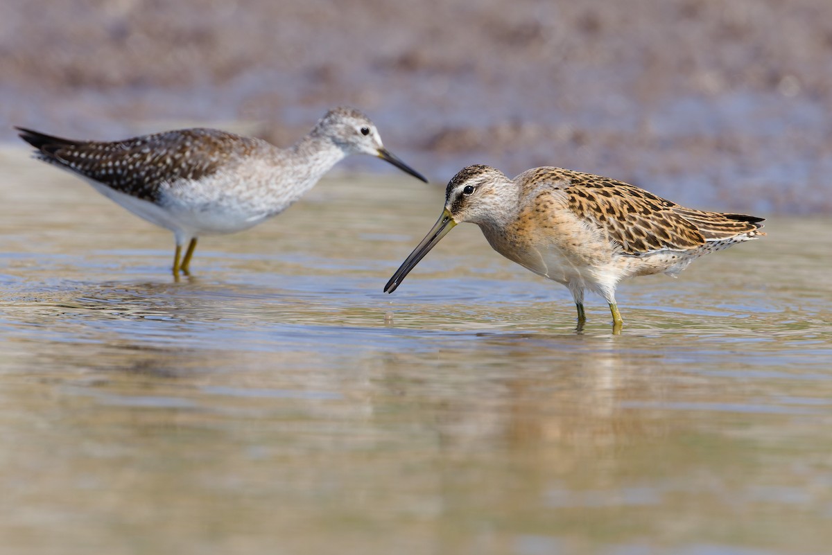 Short-billed Dowitcher - ML641272671