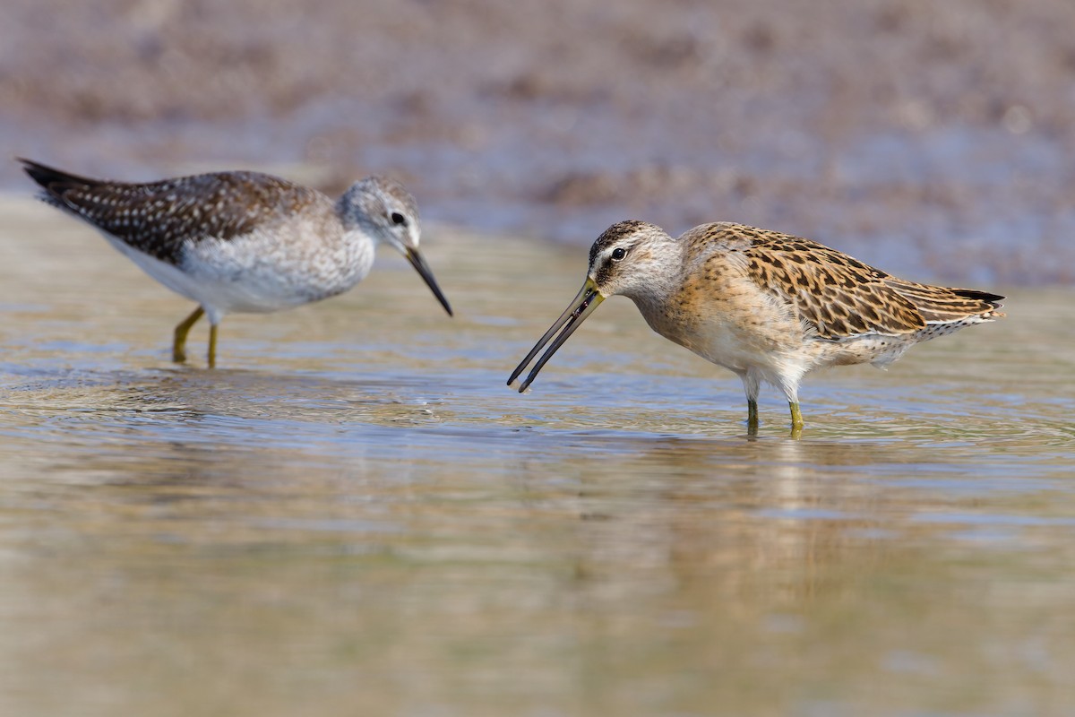 Short-billed Dowitcher - ML641272673