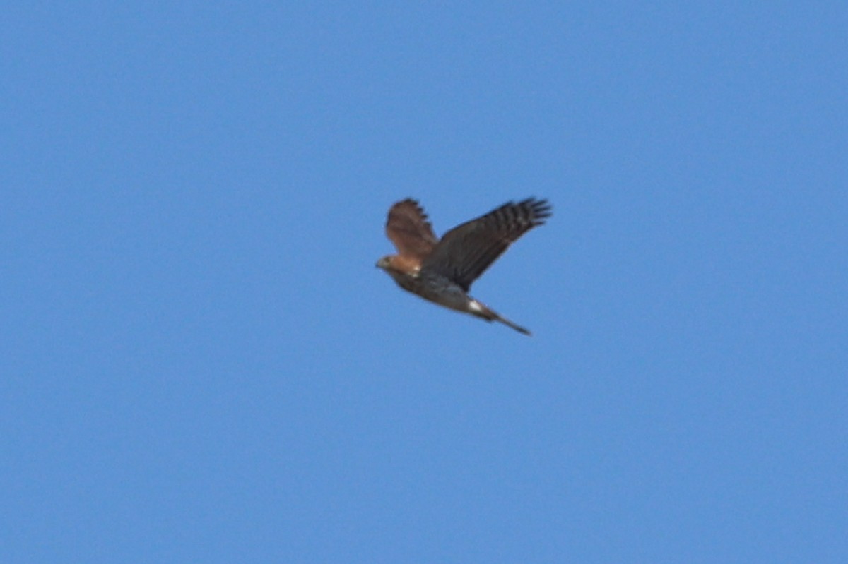 Sharp-shinned Hawk - ML641272675