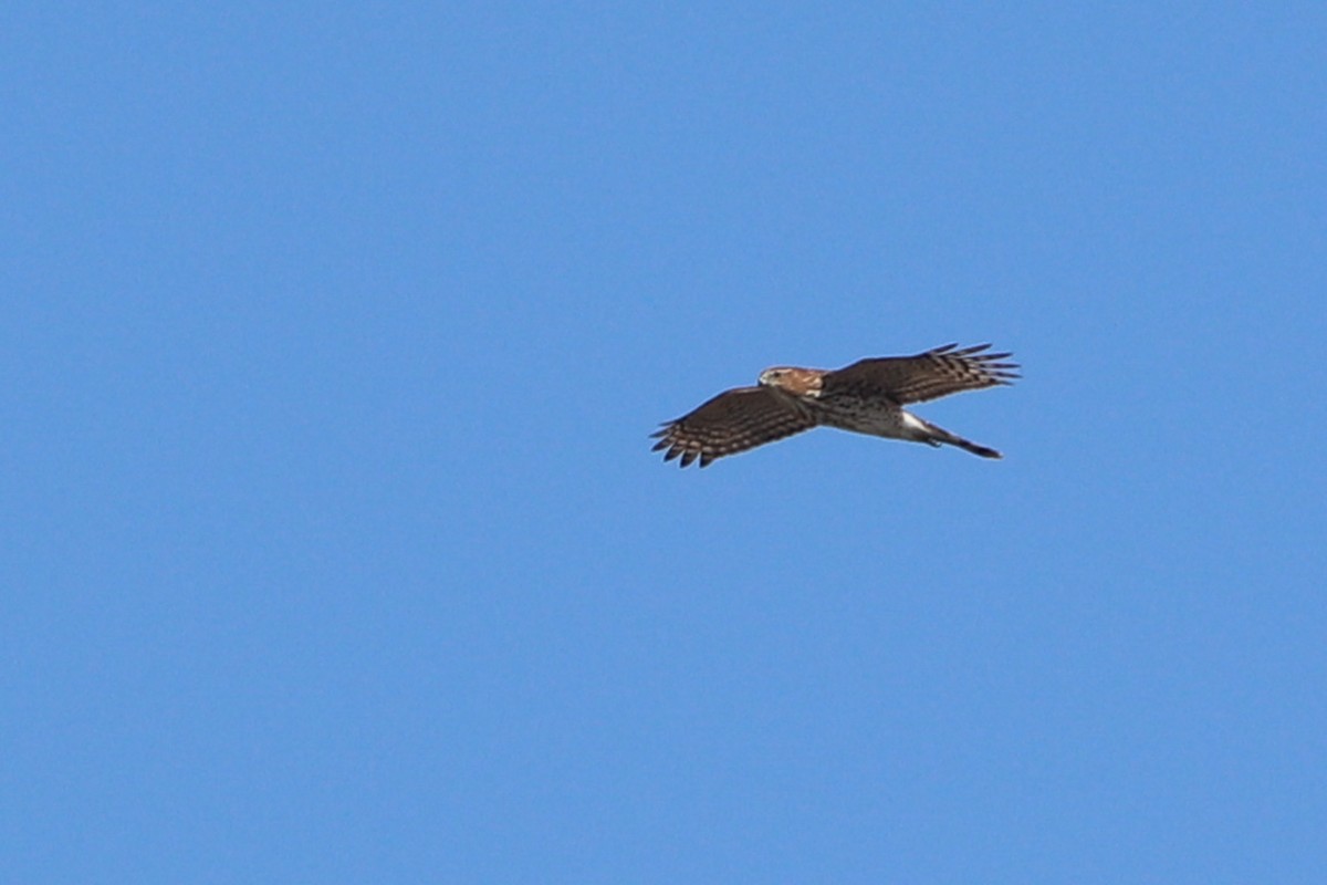 Sharp-shinned Hawk - ML641272676