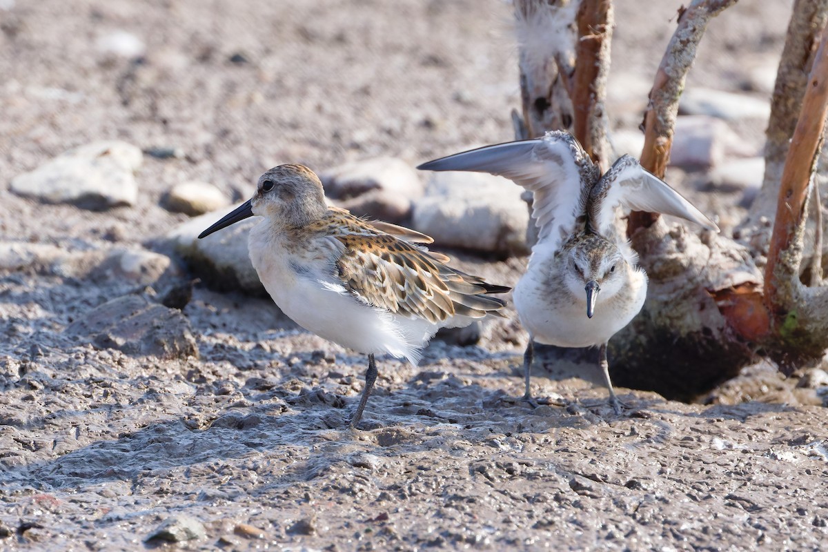 Western Sandpiper - ML641272680