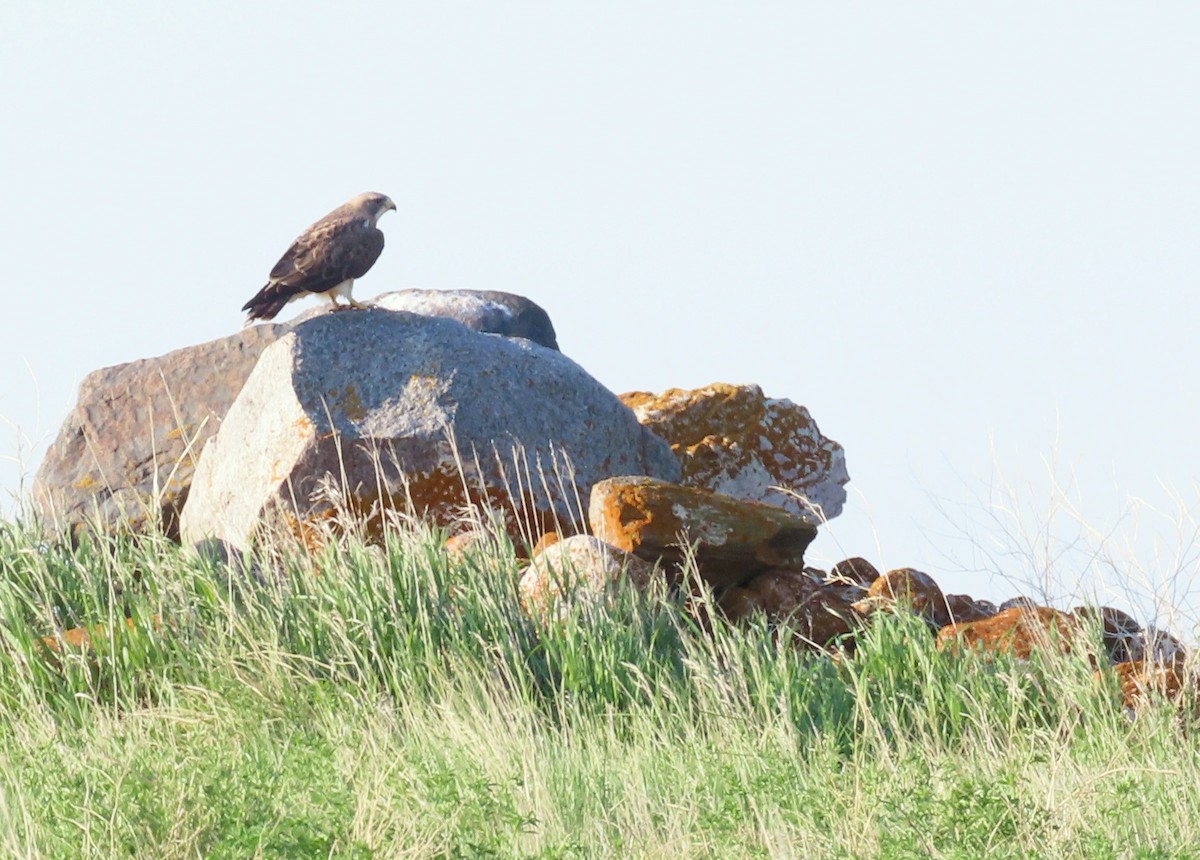 Swainson's Hawk - ML641272682