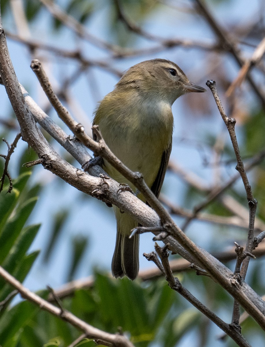 Warbling Vireo - ML641272684