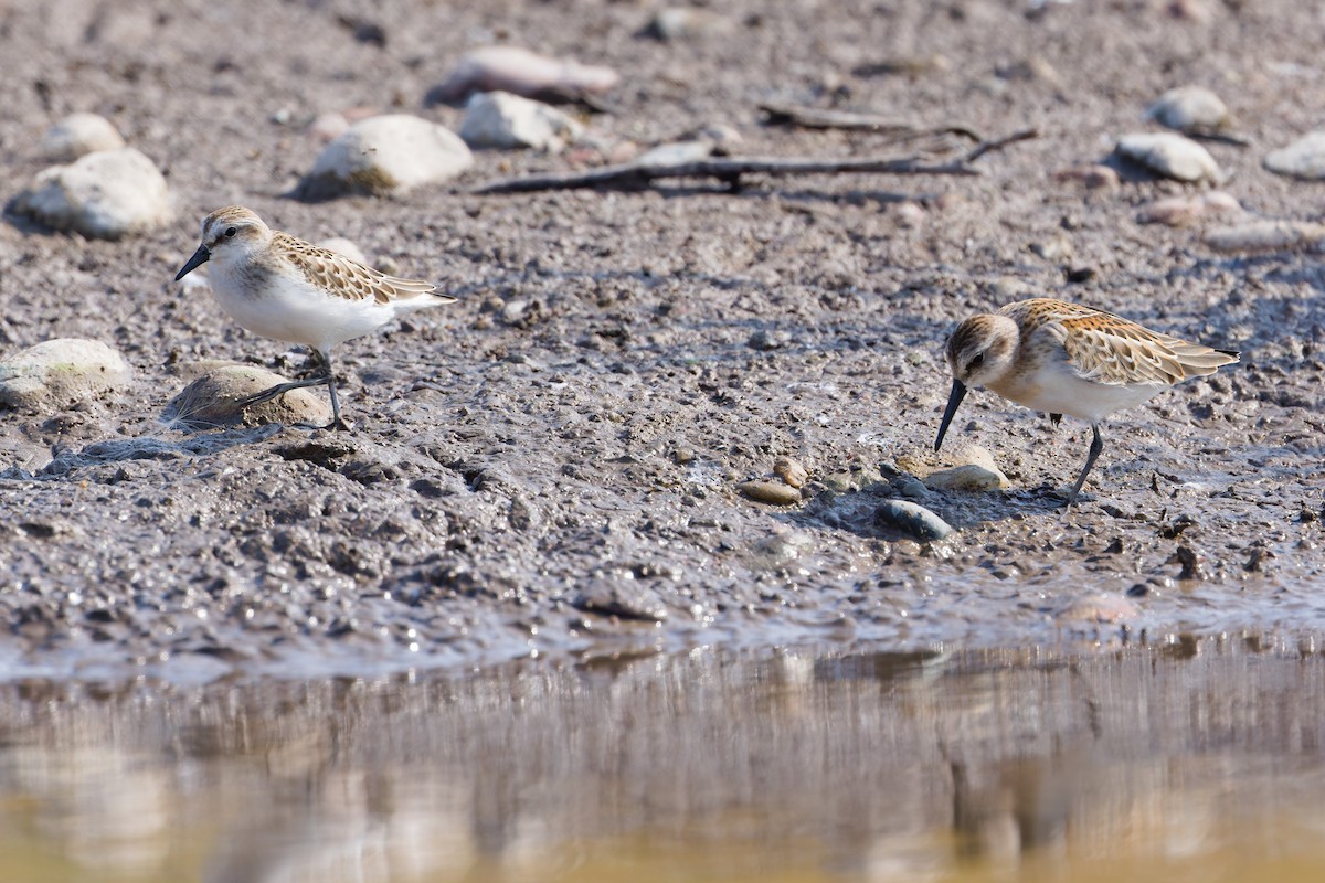 Western Sandpiper - ML641272688
