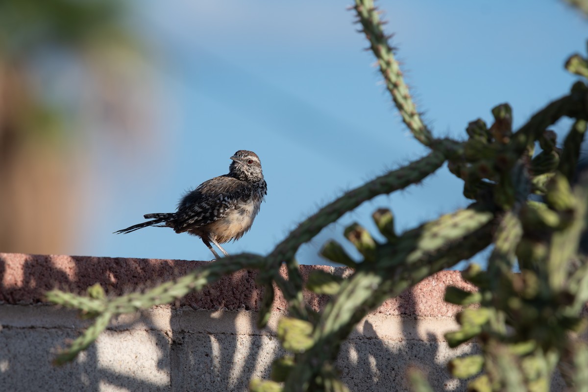 Cactus Wren - ML641272689