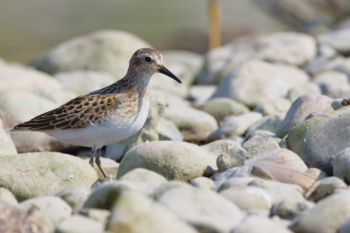 Least Sandpiper - ML641272692