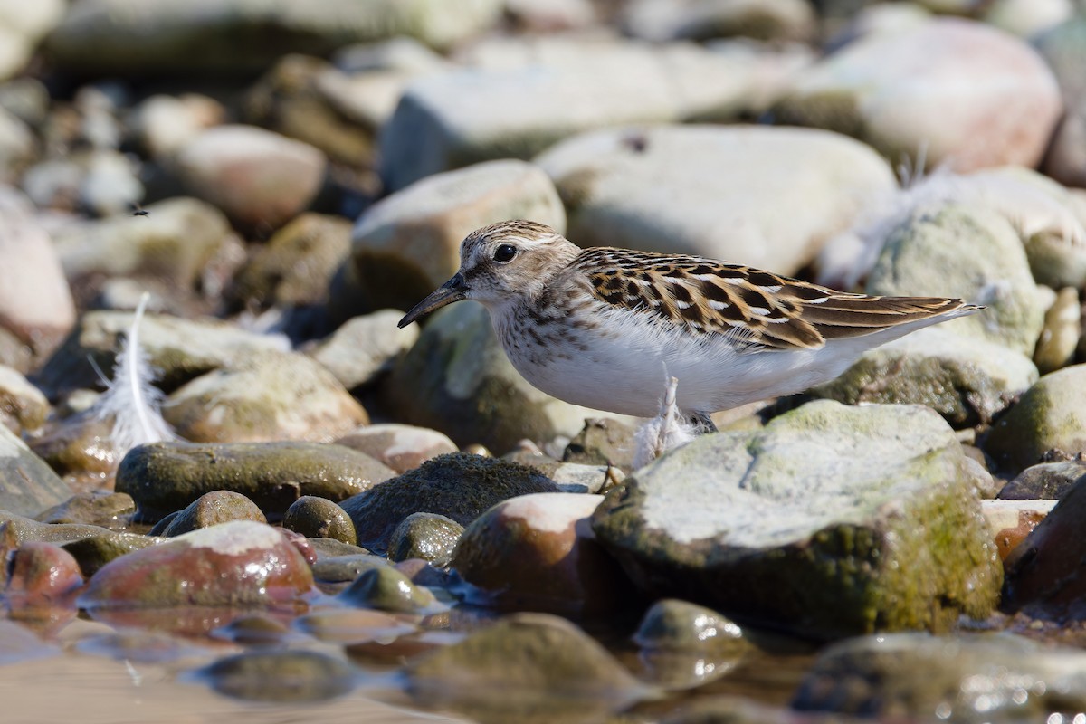 Least Sandpiper - ML641272695