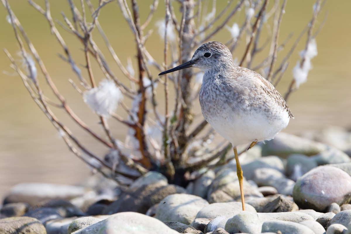 Lesser Yellowlegs - ML641272704