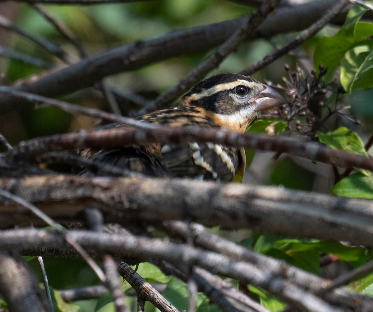 Black-headed Grosbeak - ML641272712
