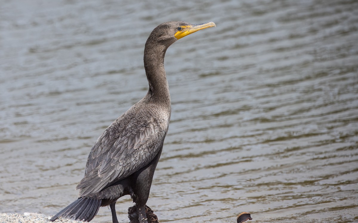 Cormoran à aigrettes - ML641272733